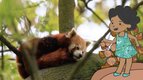 S02 E06 - Voici un panda roux — L'imagier animé de Koumi
