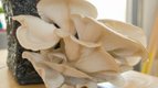 S01 E12 - Faire pousser des champignons à la maison — mon premier potager