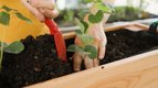 S01 E03 - Comment installer une plante au jardin — mon premier potager