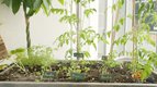 S01 E04 - Les associations végétales — mon premier potager