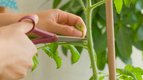 S01 E06 - Tailler un pied de tomates — mon premier potager