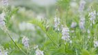 S01 E07 - Les plantes mellifères — mon premier potager