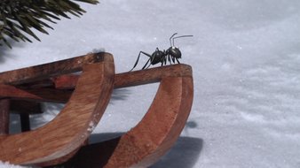 La luge et la fourmi