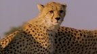 Courir — Ces animaux qui nous étonnent