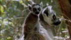 Se disputer — Ces animaux qui nous étonnent