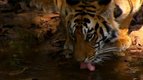 Boire — Ces animaux qui nous étonnent
