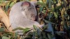Faire la sieste — Ces animaux qui nous étonnent