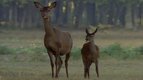 Parader — Ces animaux qui nous étonnent
