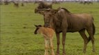 Téter — Ces animaux qui nous étonnent
