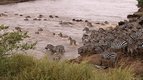 Traverser — Ces animaux qui nous étonnent