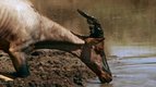 Se gratter — Ces animaux qui nous étonnent