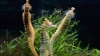 Nager — Ces animaux qui nous étonnent