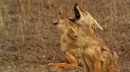 Se faire entendre — La vie des animaux