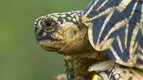 Se méfier — Ces animaux qui nous étonnent
