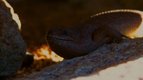 Se cacher — Ces animaux qui nous étonnent