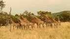 Communiquer — La vie des animaux