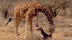 Naître — Ces animaux qui nous étonnent