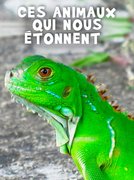 Ces animaux qui nous étonnent: regarder le documentaire