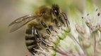 S01 E06 - Bzzz ! — La nature à la loupe