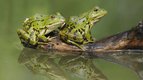 S01 E08 - Hop, ça saute ! — La nature à la loupe