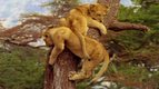 S01 E02 - Le bébé lion — Les petits animaux sauvages
