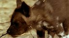 S01 E03 - Le bébé Lycaon — Les petits animaux sauvages