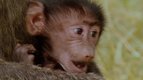 S01 E05 - Le bébé babouin — Les petits animaux sauvages