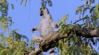 Le bébé lémurien — La vie des animaux