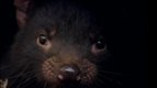 S01 E07 - Le bébé diable de tasmanie — Les petits animaux sauvages