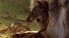 S01 E08 - Le bébé kangourou — Les petits animaux sauvages
