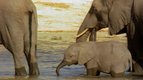 S01 E10 - Le bébé éléphant — Les petits animaux sauvages