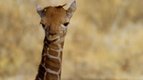 S01 E12 - Le bébé girafe — Les petits animaux sauvages