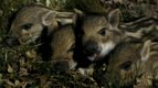 Le bébé Sanglier — La vie des animaux