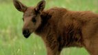 S01 E14 - Le bébé Élan — Les petits animaux sauvages