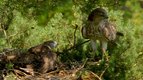 S01 E15 - Le bébé circaète — Les petits animaux sauvages