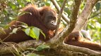 Le bébé Orang-outan — La vie des animaux