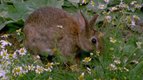 le bébé lapin — La vie des animaux