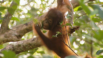 Le bébé Orang-outan