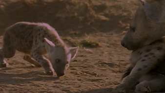 Le bébé hyène
