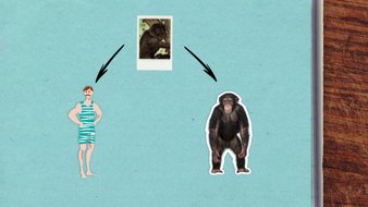 L’homme descend-il vraiment du singe ?