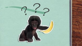 Pourquoi la banane est-elle recourbée ?