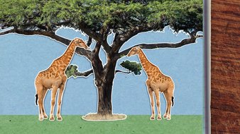 Pourquoi la girafe a-t-elle un long cou ?
