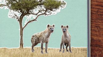 Pourquoi dit-on que l’hyène rit ?