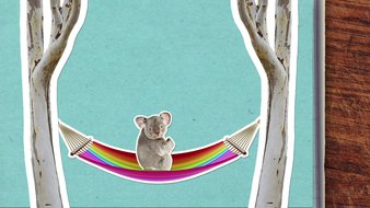 Pourquoi les koalas dorment-ils autant ?