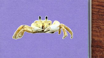 Pourquoi les crabes marchent-ils de côté ?