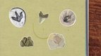 Qu'est-ce qu'un fossile ? — les p'tits curieux