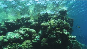 Le corail