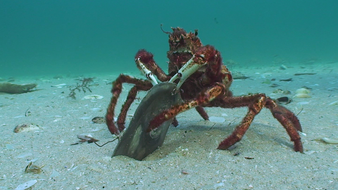 L'araignée de mer