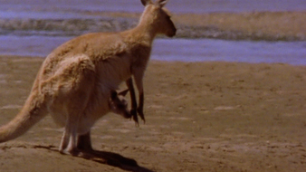 Le bébé kangourou