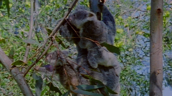 Le bébé koala